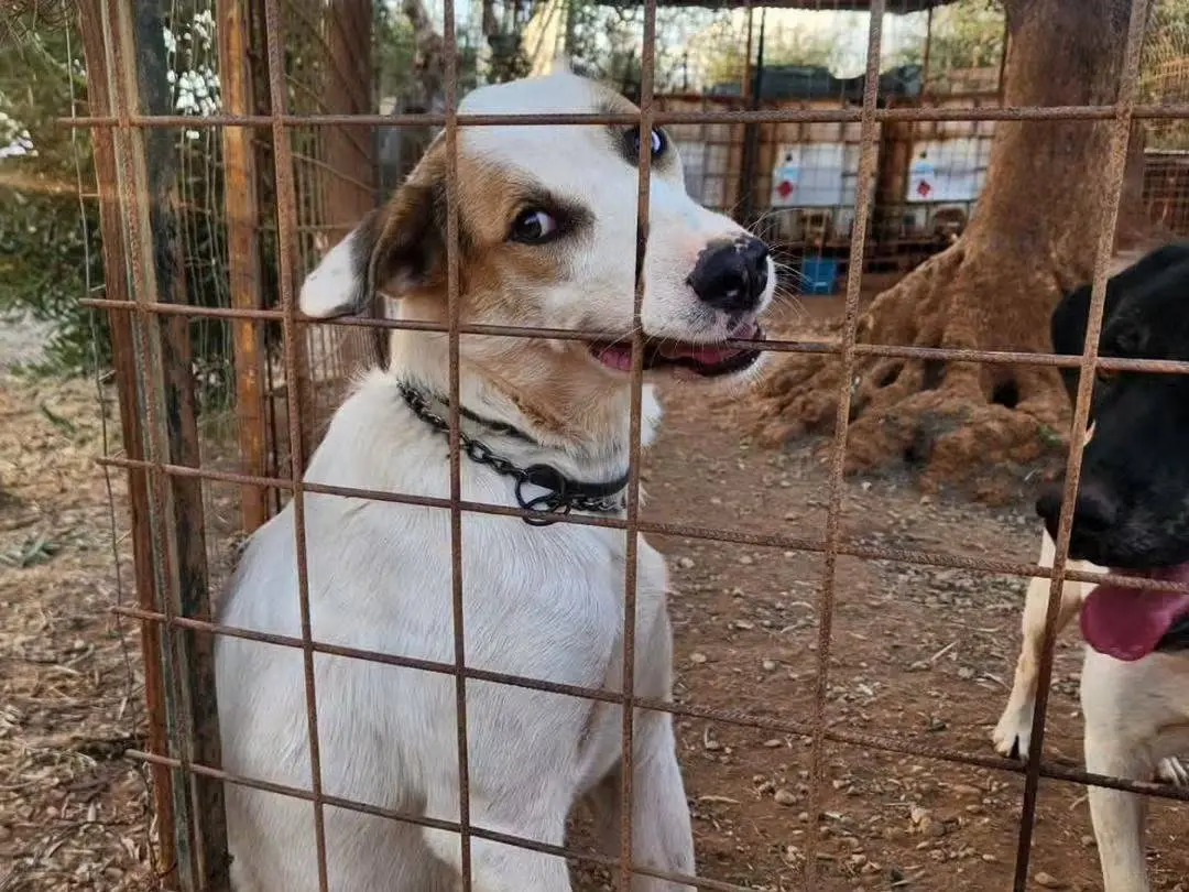 Adozione cane, maschio, Razza sconosciuta Razza sconosciuta, 1 anno e 9 mesi, taglia media, Cosenza