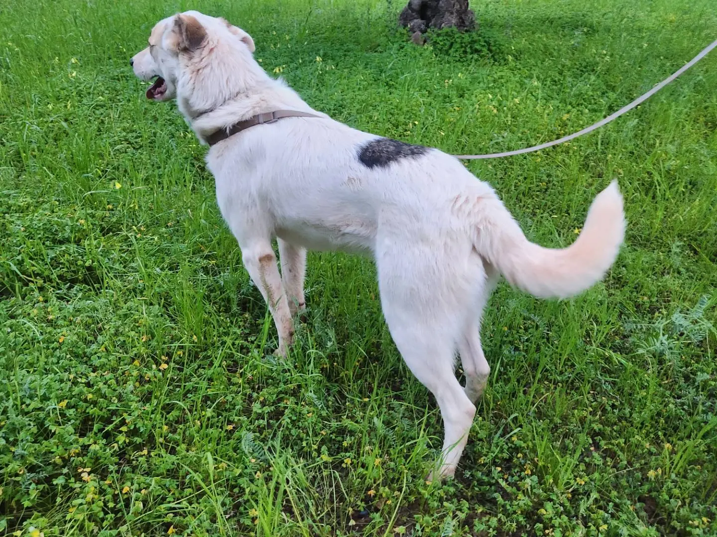 Adotta un cane, taglia media, maschio, Cosenza