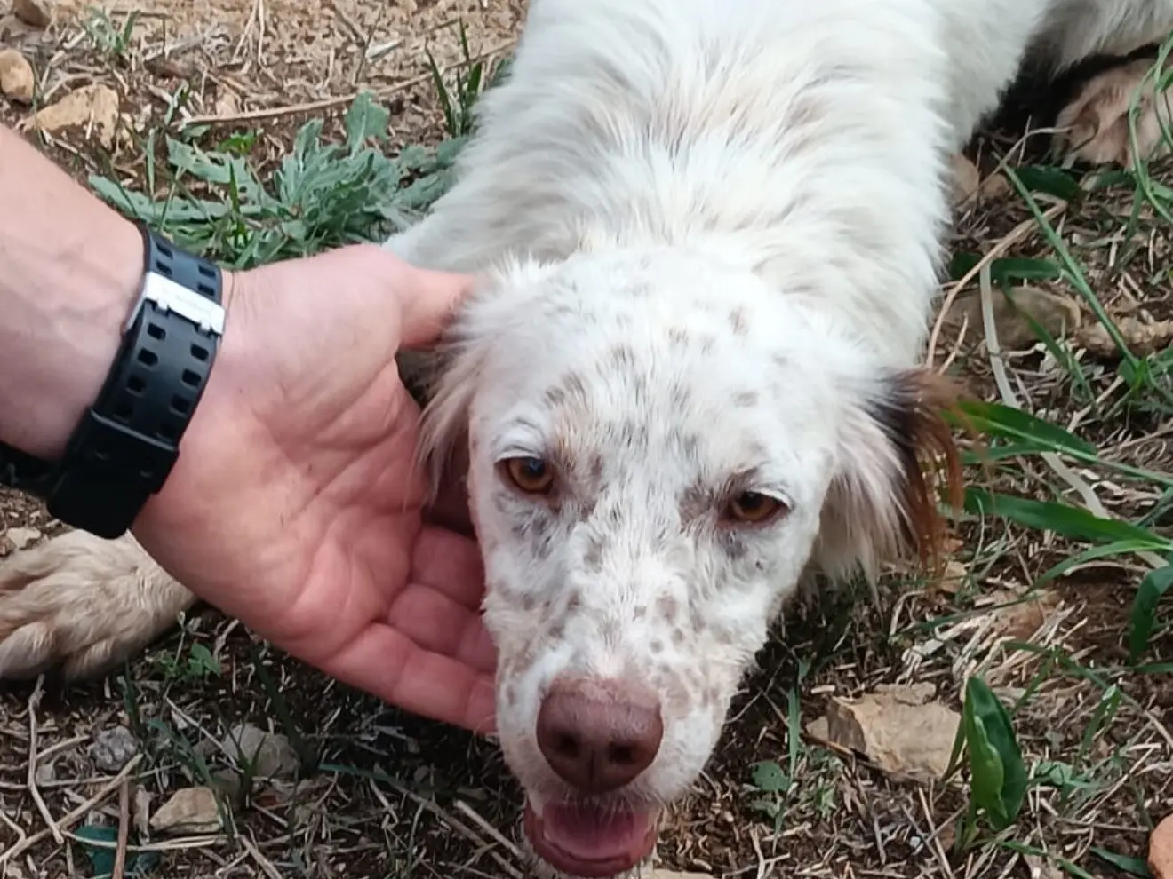 Adotta un cane, taglia piccola, maschio, Latina
