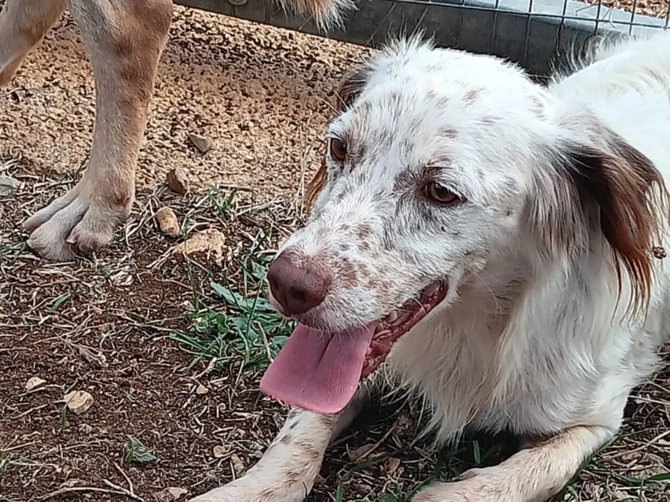 Adozione cane, maschio, Razza sconosciuta Razza sconosciuta, 10 mesi, taglia piccola, Latina