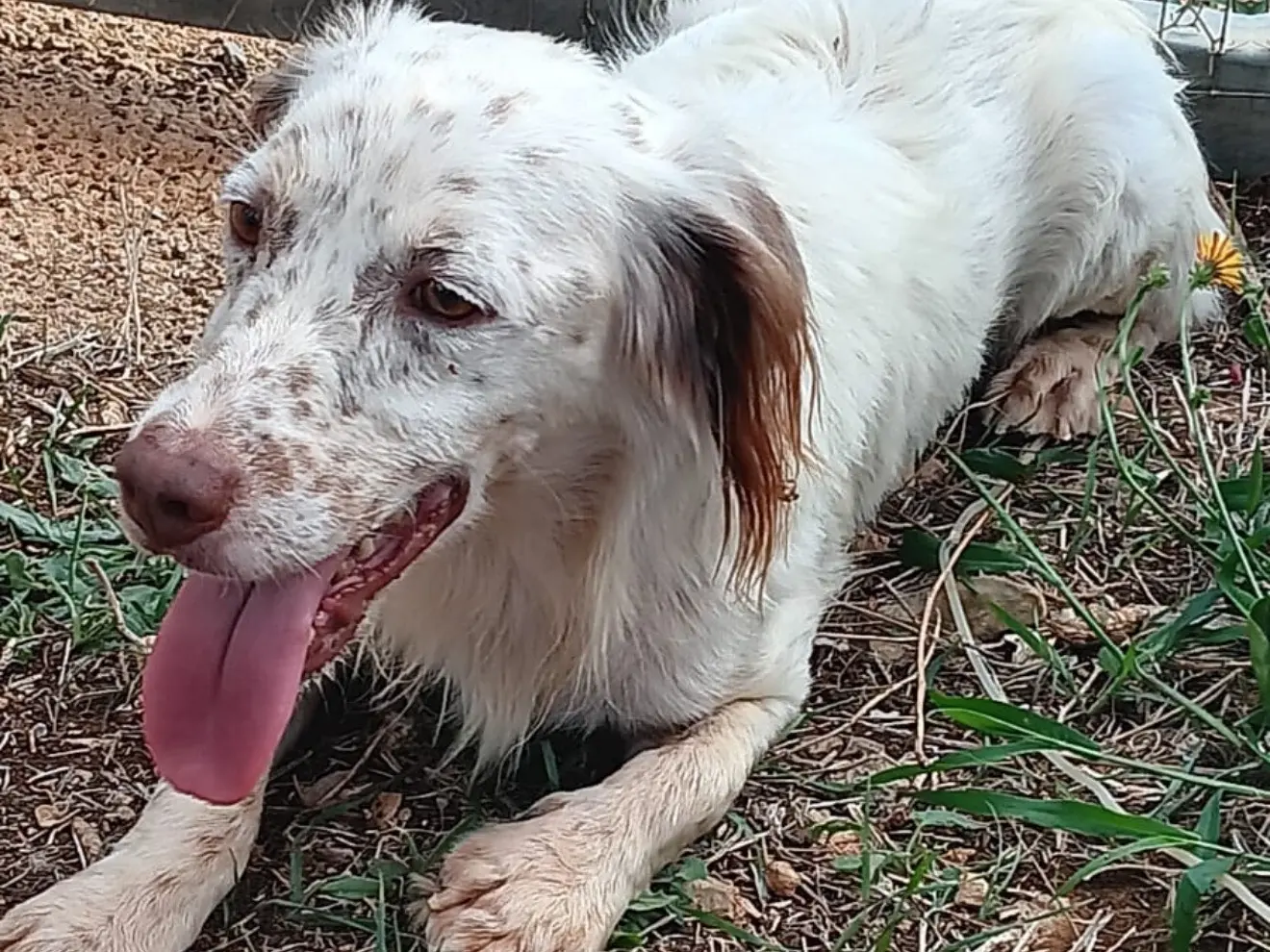 Vuoi adottare un cane a Latina?