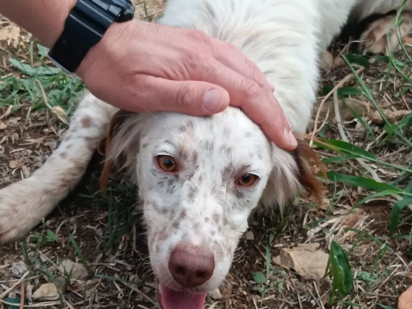 Adotta un cane, maschio, 10 mesi, Latina