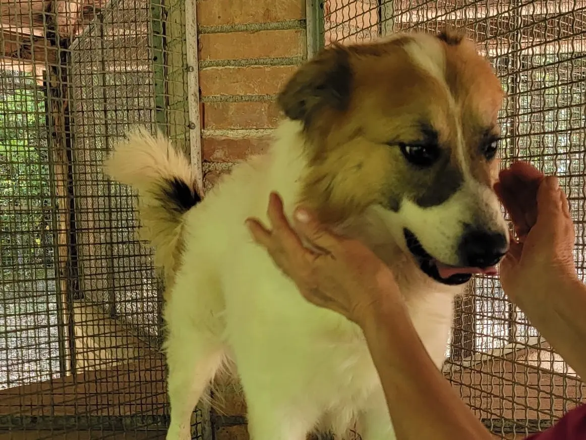 Adozione cane, maschio, Razza sconosciuta Razza sconosciuta, 2 anni e 5 mesi, taglia media, Messina