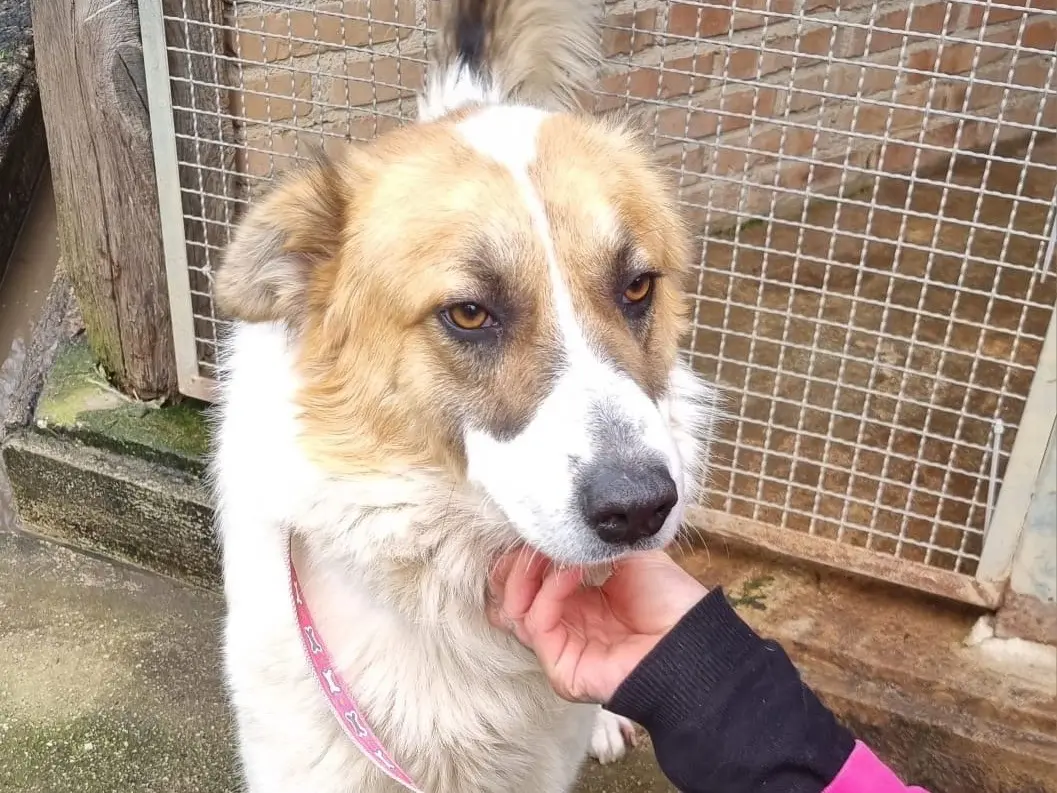 Vuoi adottare un cane a Messina?