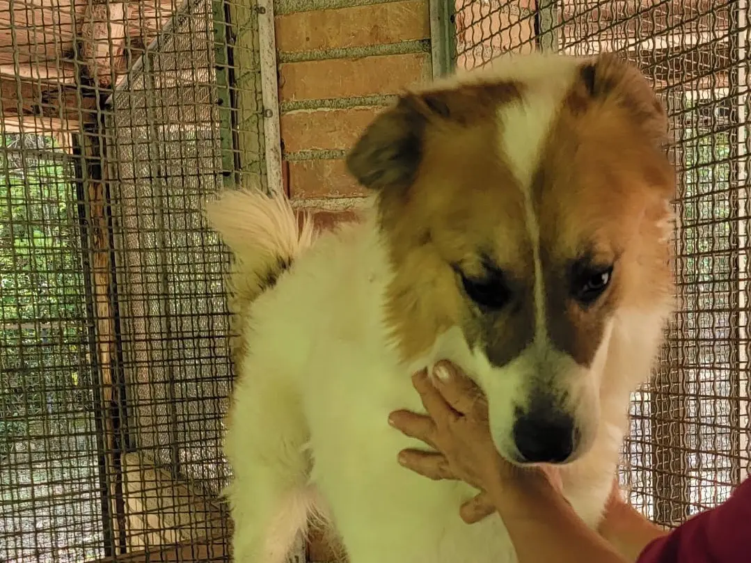 Adotta un cane, maschio, 2 anni e 5 mesi, Messina