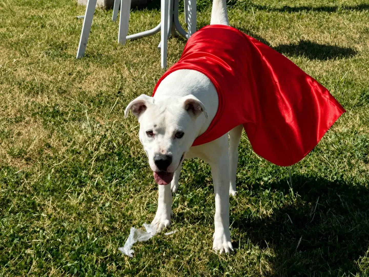 Adozione cane, maschio, Dogo Argentino Razza sconosciuta, 2 anni e 10 mesi, taglia gigante, Napoli