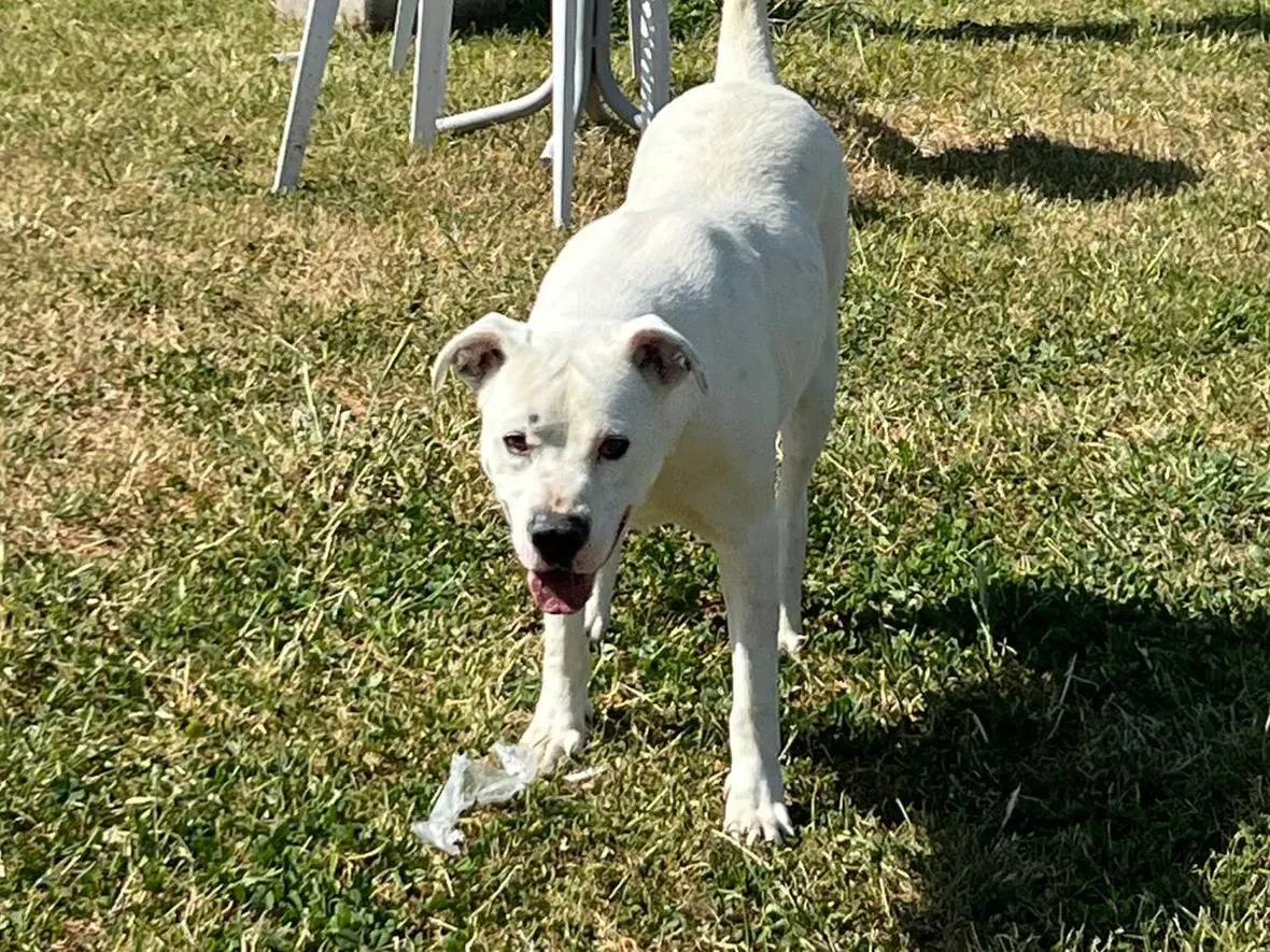 Adotta un cane, maschio, 2 anni e 10 mesi, Napoli