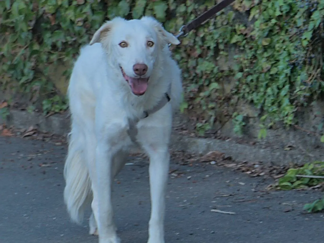 Adotta un cane, taglia media, femmina, Torino