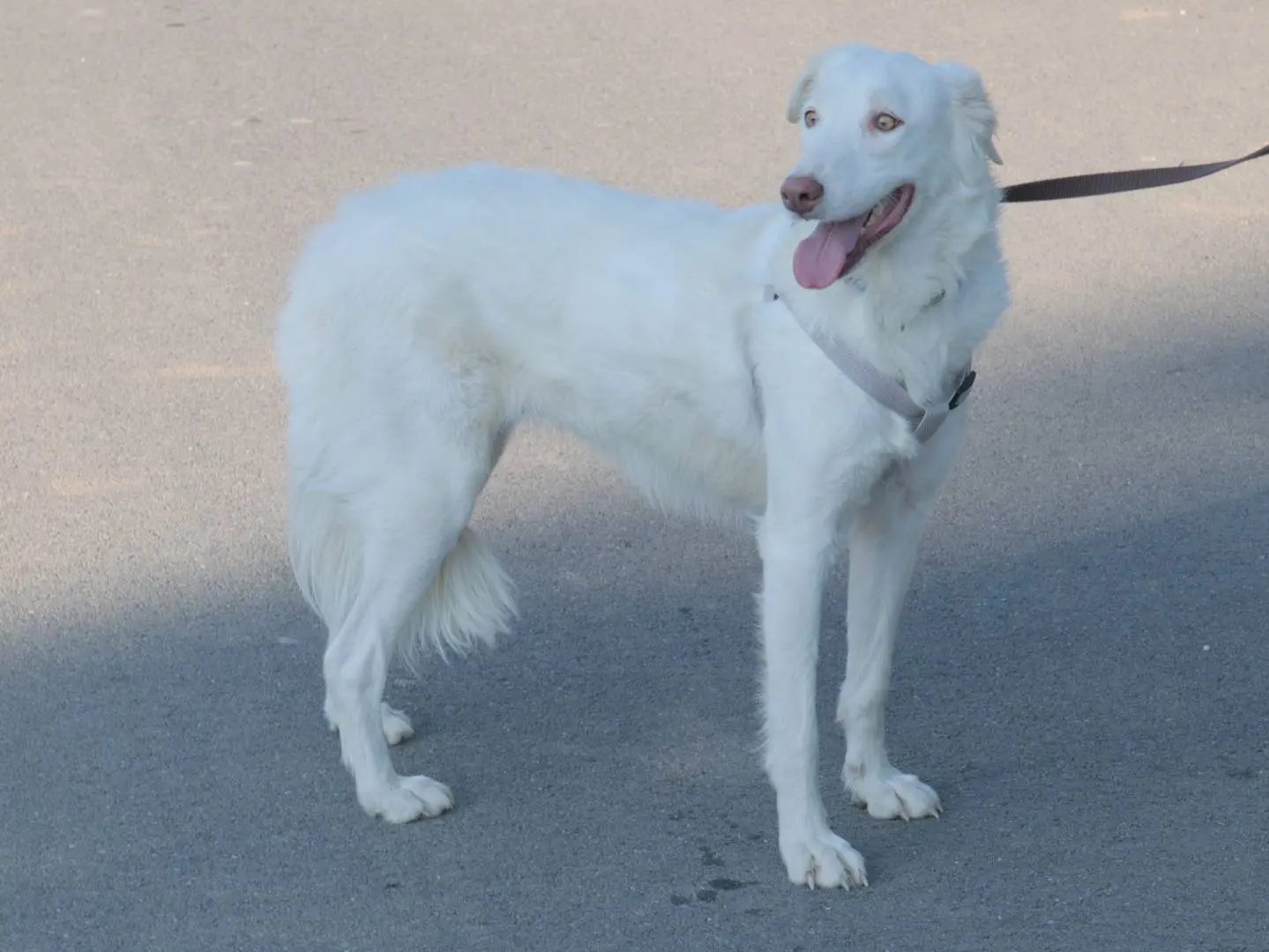 Adozione cane, femmina, Razza sconosciuta Razza sconosciuta, 4 anni e 7 mesi, taglia media, Torino