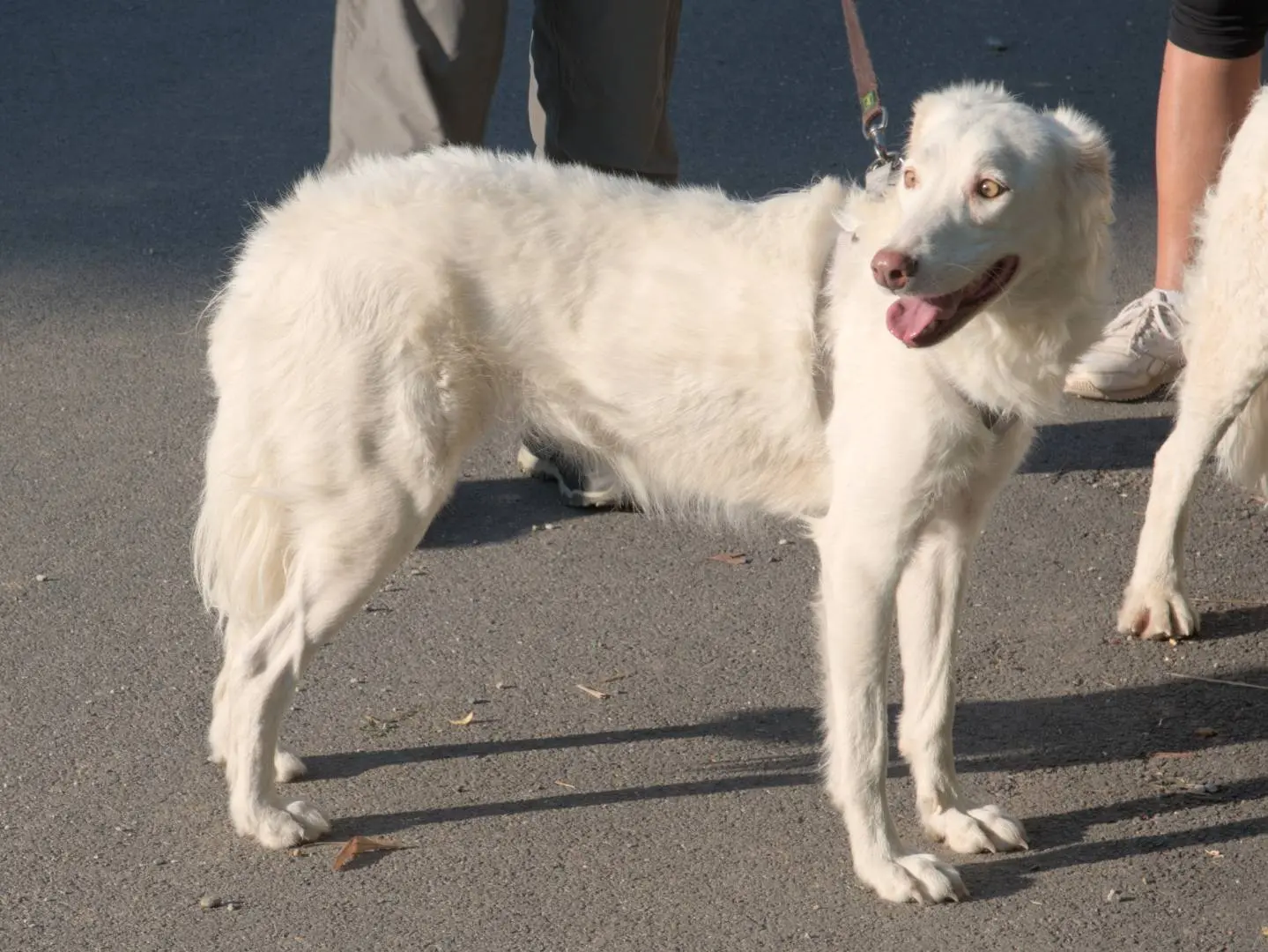 Adotta un cane, femmina, 4 anni e 7 mesi, Torino