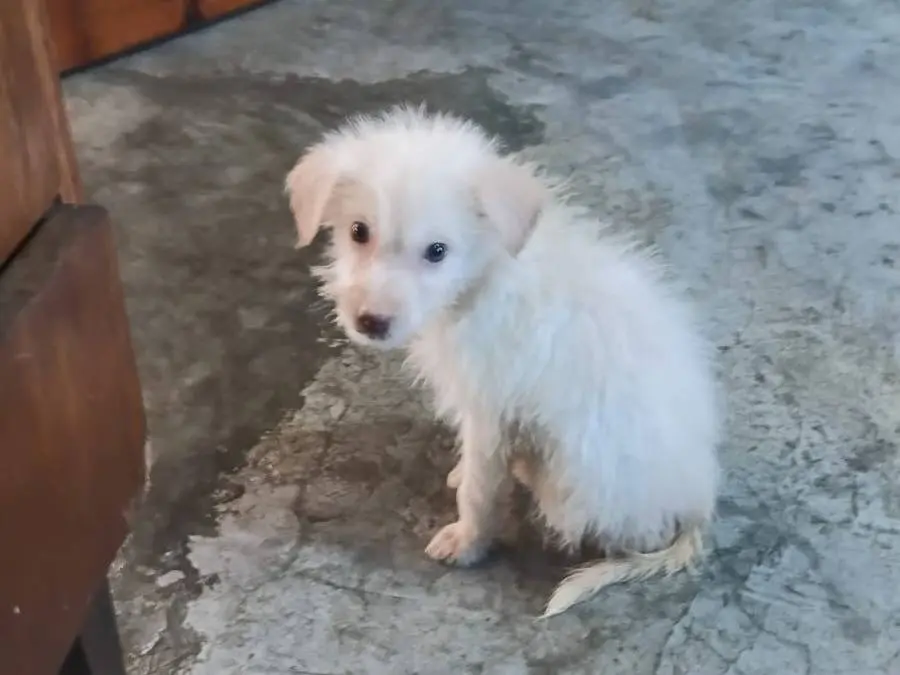 Vuoi adottare un cane a Udine?