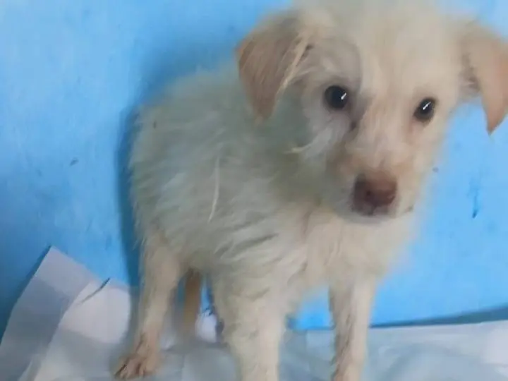 Adotta un cane, taglia piccola, maschio, Udine