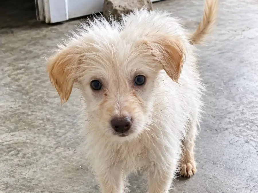 Adotta un cane, maschio, 3 mesi, Udine