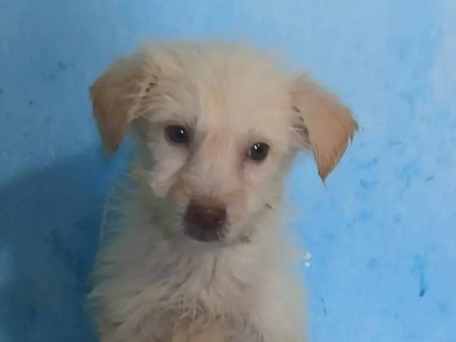Adozione cane, maschio, Razza sconosciuta Razza sconosciuta, 3 mesi, taglia piccola, Udine