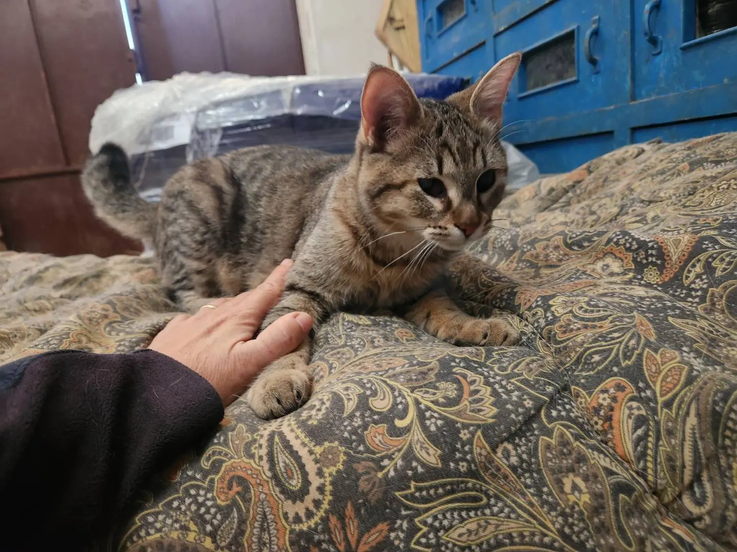 Vuoi adottare un gatto a Cosenza?