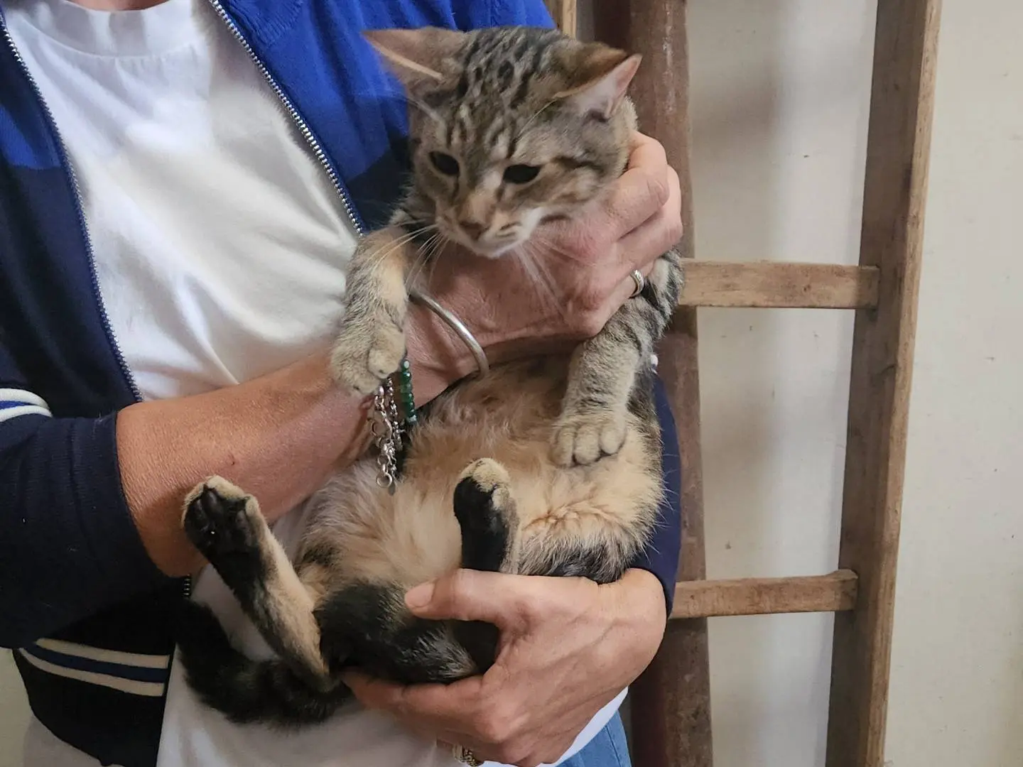Adotta un gatto, maschio, 5 mesi, Cosenza