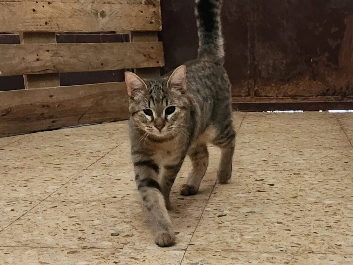 Adozione gatto, maschio, Razza sconosciuta Razza sconosciuta, 5 mesi, taglia non valida, Cosenza