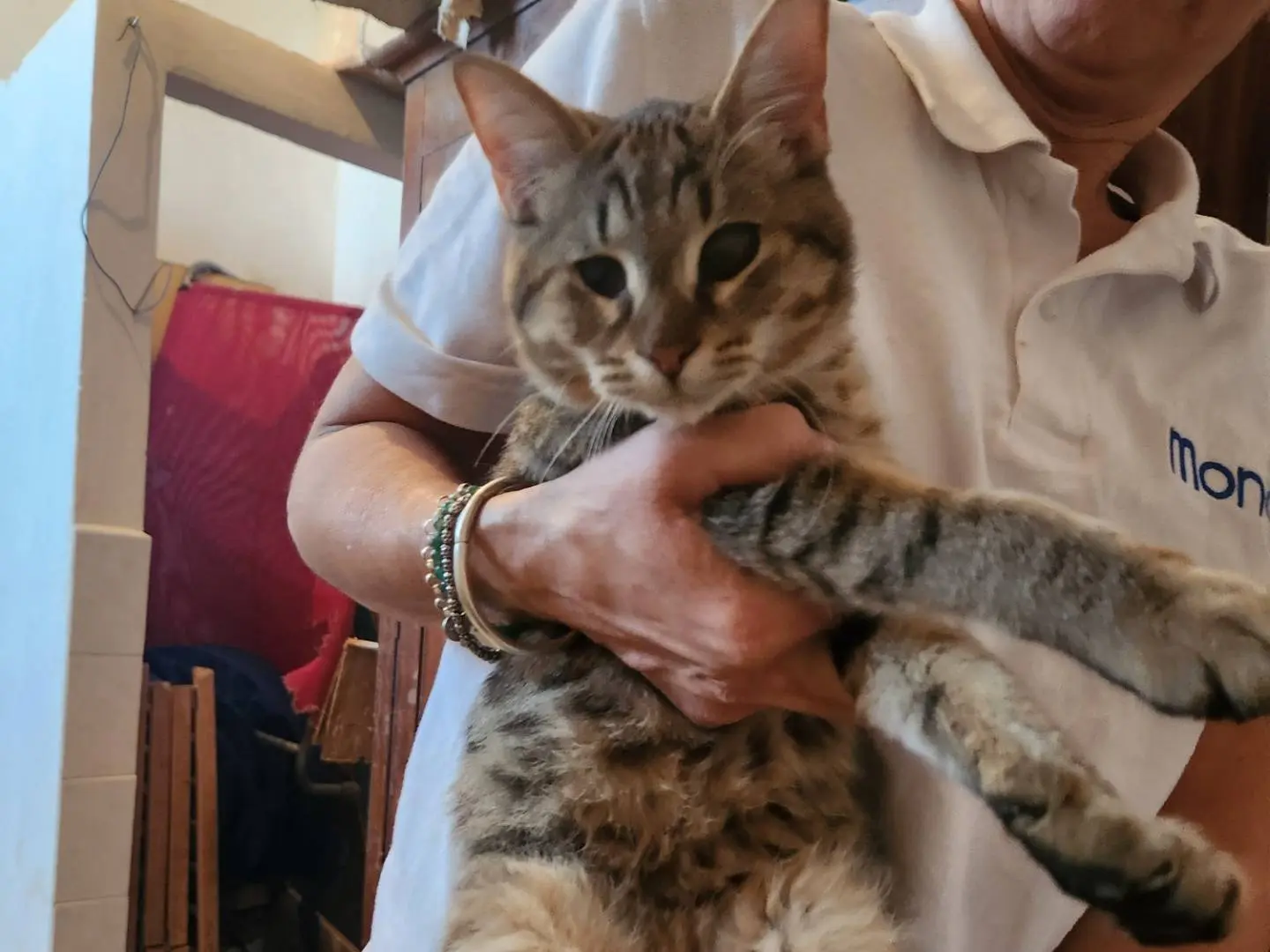 Adotta un gatto, taglia non valida, maschio, Cosenza