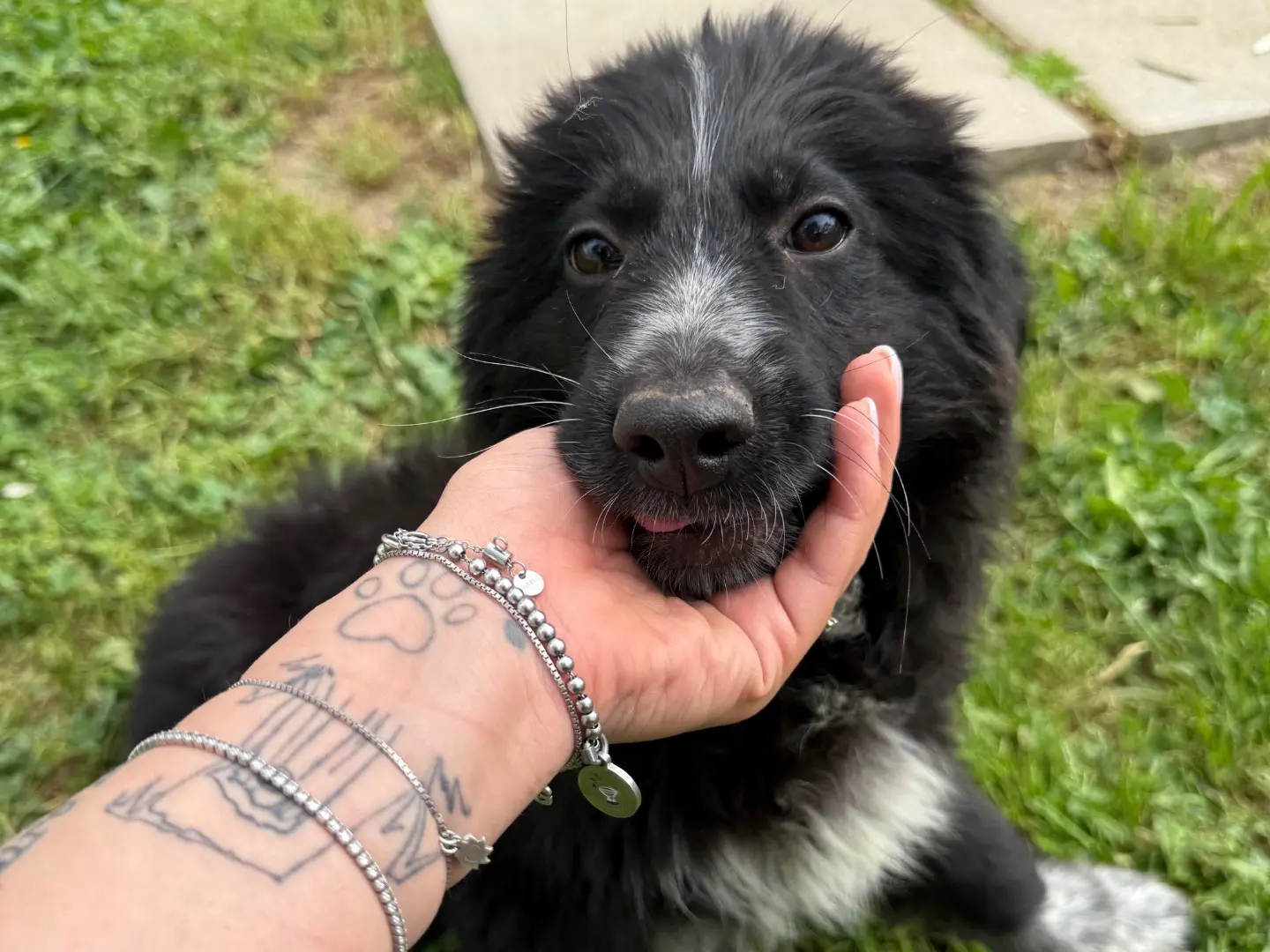 Adotta un cane, maschio, 1 anno e 7 mesi, Matera
