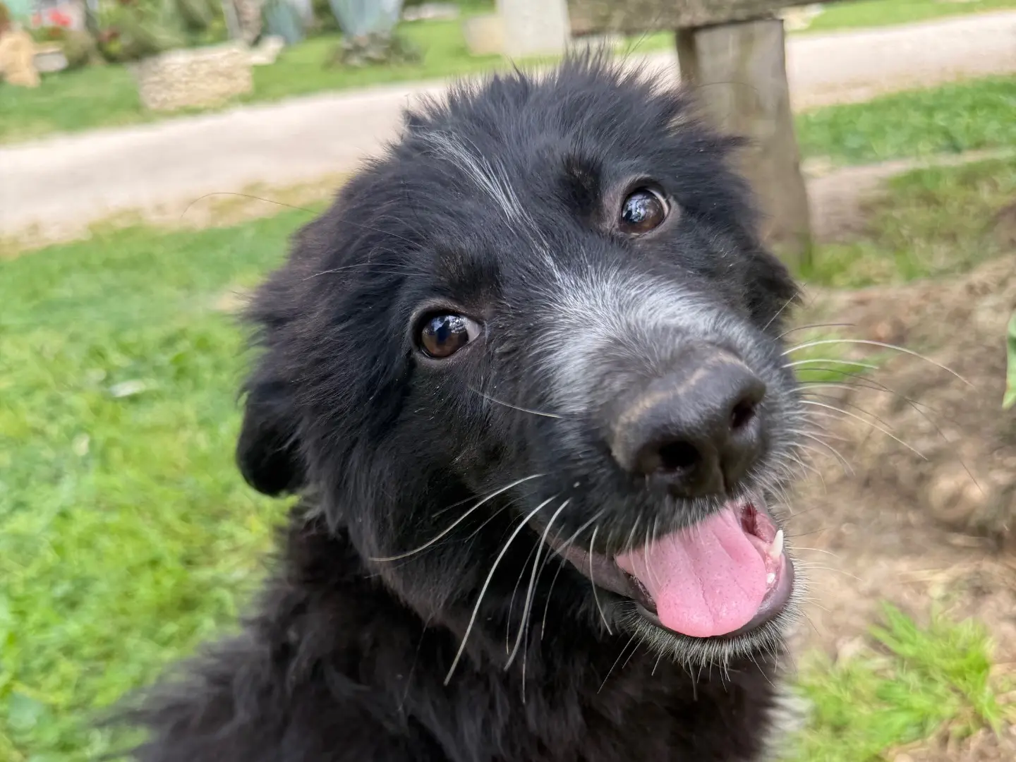 Adozione cane, maschio, Razza sconosciuta Razza sconosciuta, 1 anno e 7 mesi, taglia grande, Matera