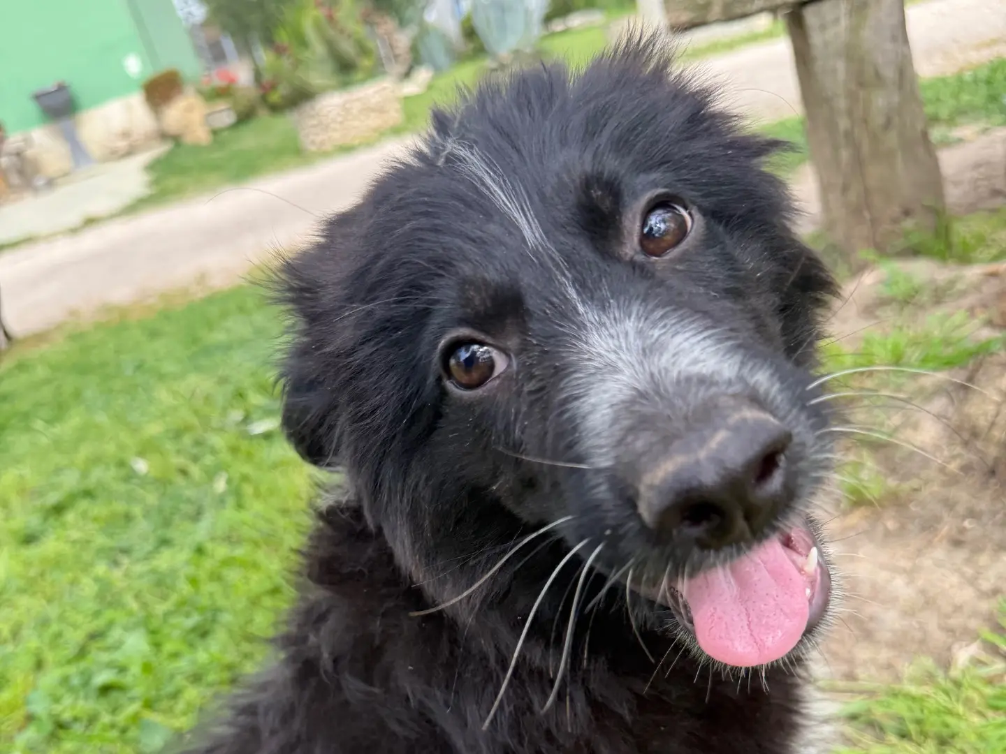 Vuoi adottare un cane a Matera?