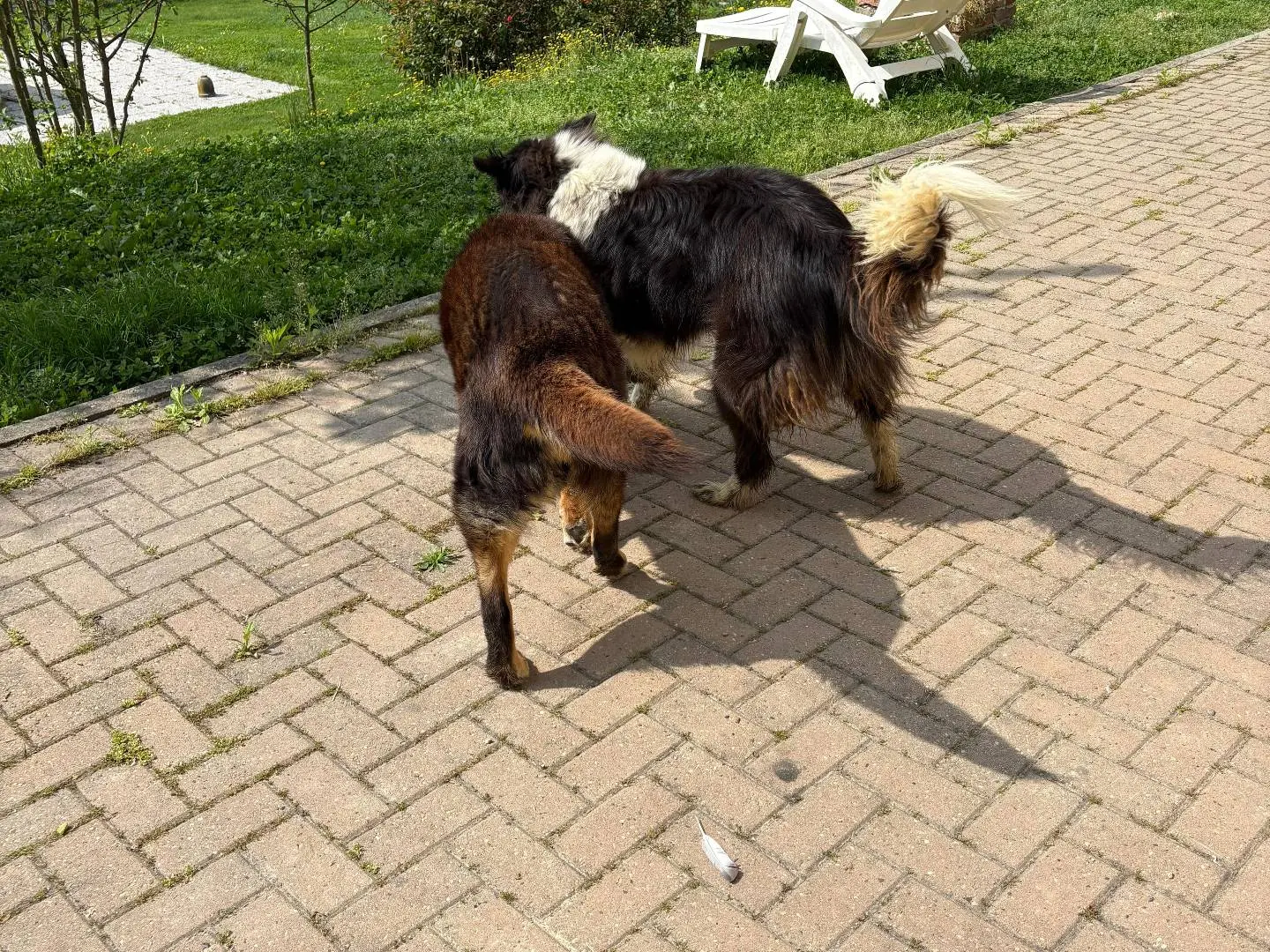 Vuoi adottare un cane a Asti?