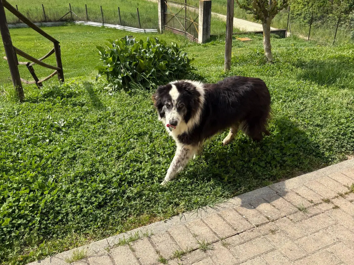 Foto 1 dell'animale