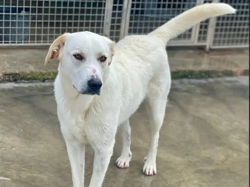 Vuoi adottare un cane a Napoli?