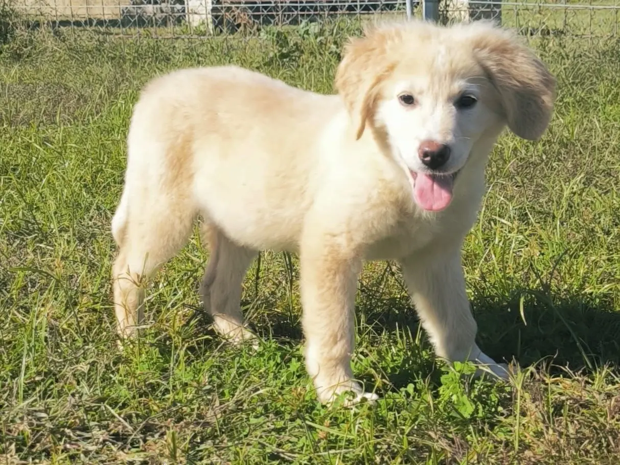 Adozione cane, femmina, Golden Retriever Razza sconosciuta, 2 mesi, taglia media, Cosenza