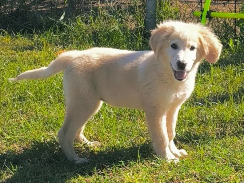 Adotta un cane, femmina, 2 mesi, Cosenza