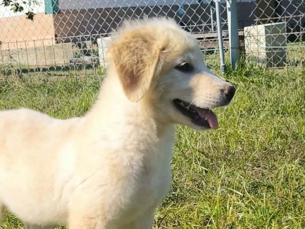 Adotta un cane, taglia media, femmina, Cosenza