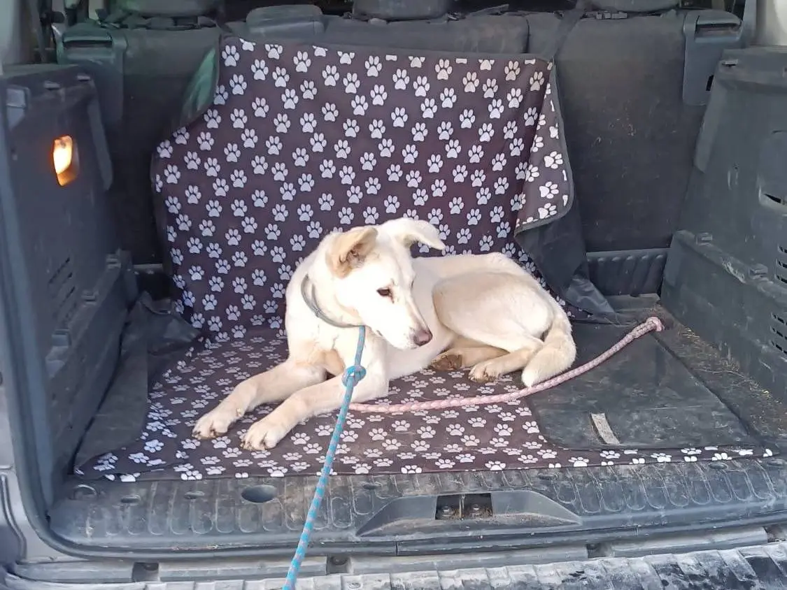 Vuoi adottare un cane a Roma?