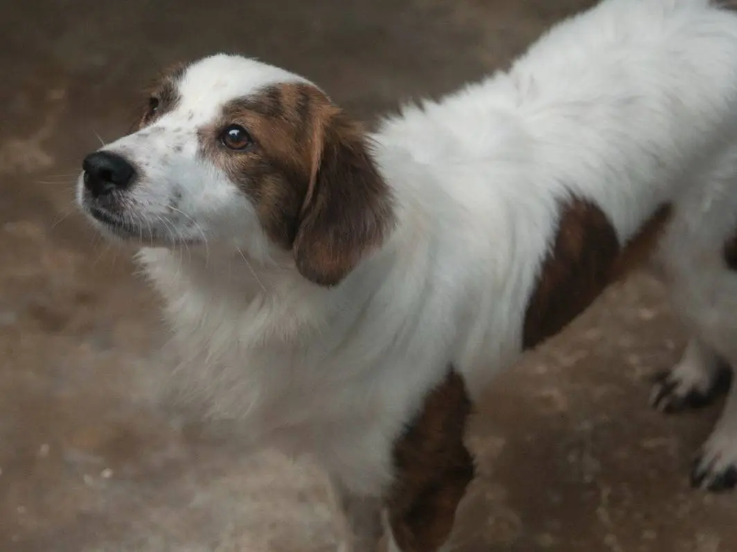 Adozione cane, maschio, Razza sconosciuta Razza sconosciuta, 1 anno e 1 mese, taglia media, Frosinone