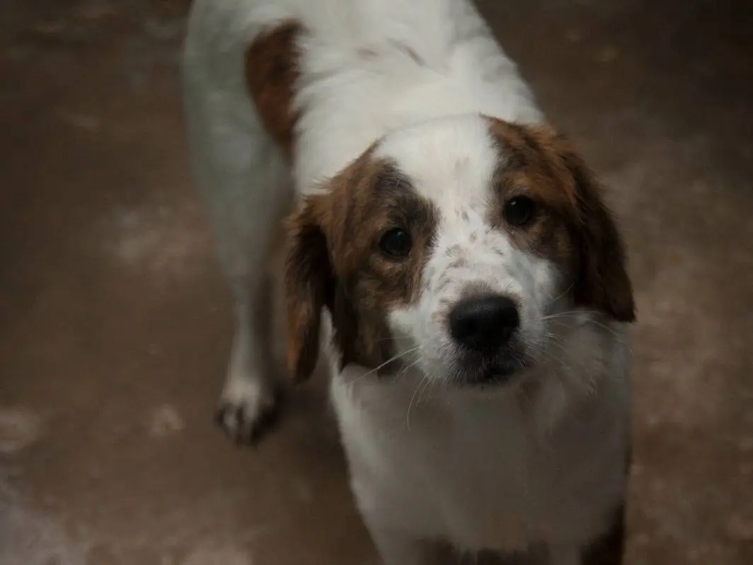 Adotta un cane, maschio, 1 anno e 1 mese, Frosinone