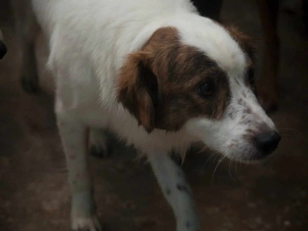 Adotta un cane, taglia media, maschio, Frosinone
