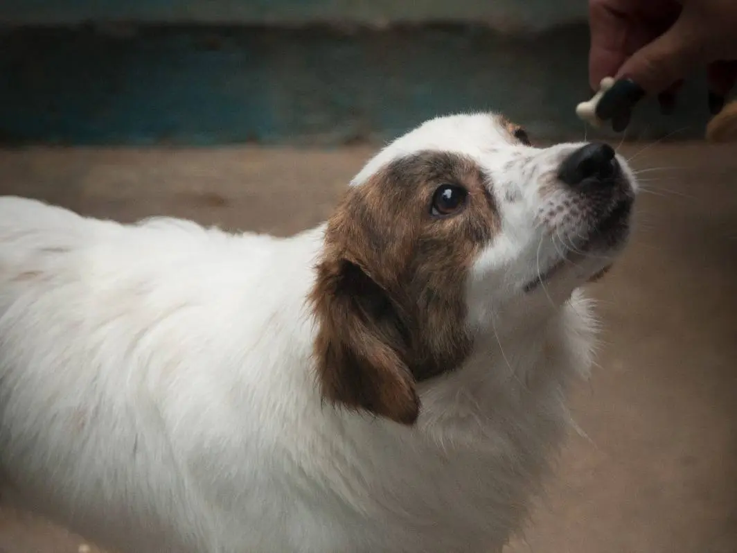 Adotta il cane MILORD a Frosinone
