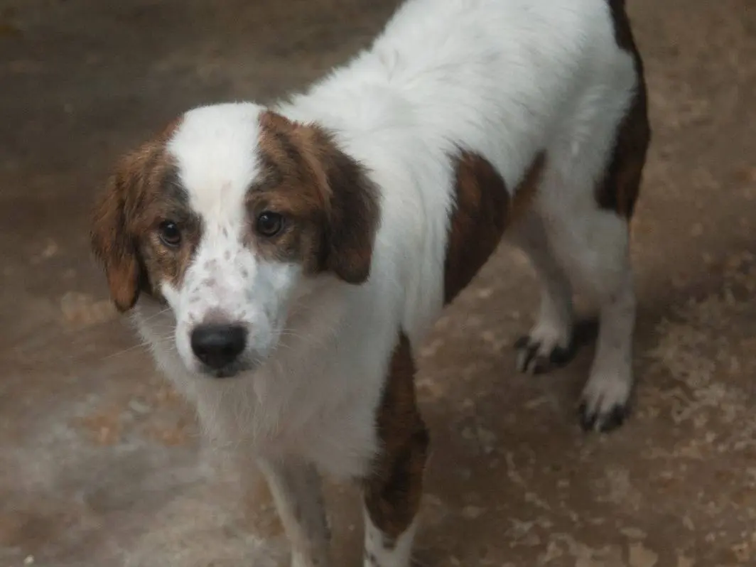 Vuoi adottare un cane a Frosinone?