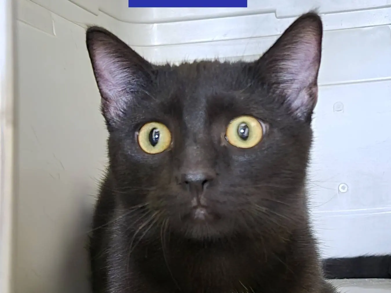 Vuoi adottare un gatto a Bari?