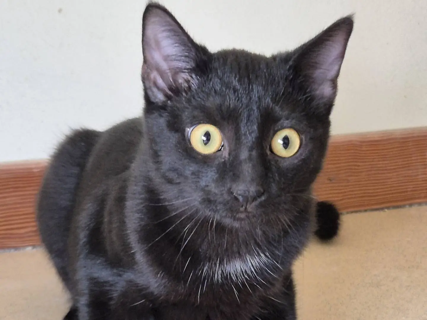Adozione gatto, maschio, Razza sconosciuta Razza sconosciuta, 5 mesi, taglia non valida, Bari
