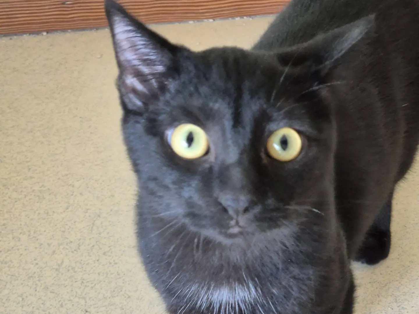 Adotta un gatto, taglia non valida, maschio, Bari
