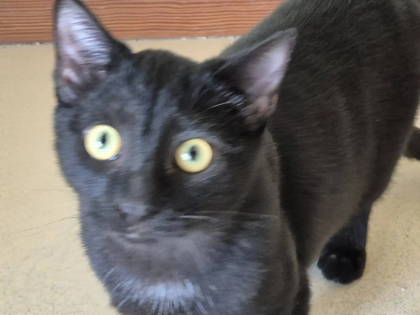 Adotta un gatto, maschio, 5 mesi, Bari