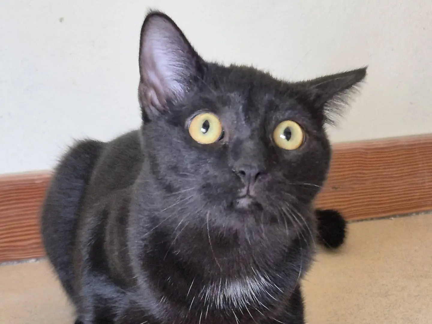 Adotta il gatto Tacos a Bari