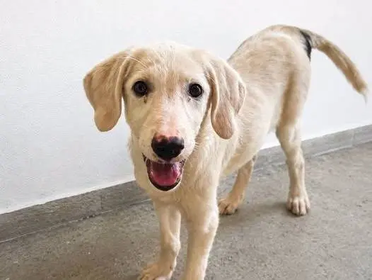 Adozione cane, femmina, Razza sconosciuta Razza sconosciuta, 7 mesi, taglia media, Crotone