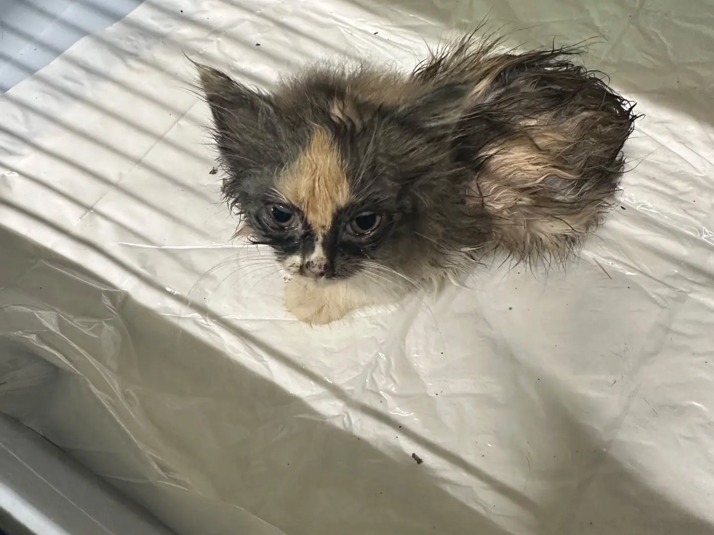 Adozione gatto, femmina, Razza sconosciuta Razza sconosciuta, 2 mesi, taglia non valida, Torino