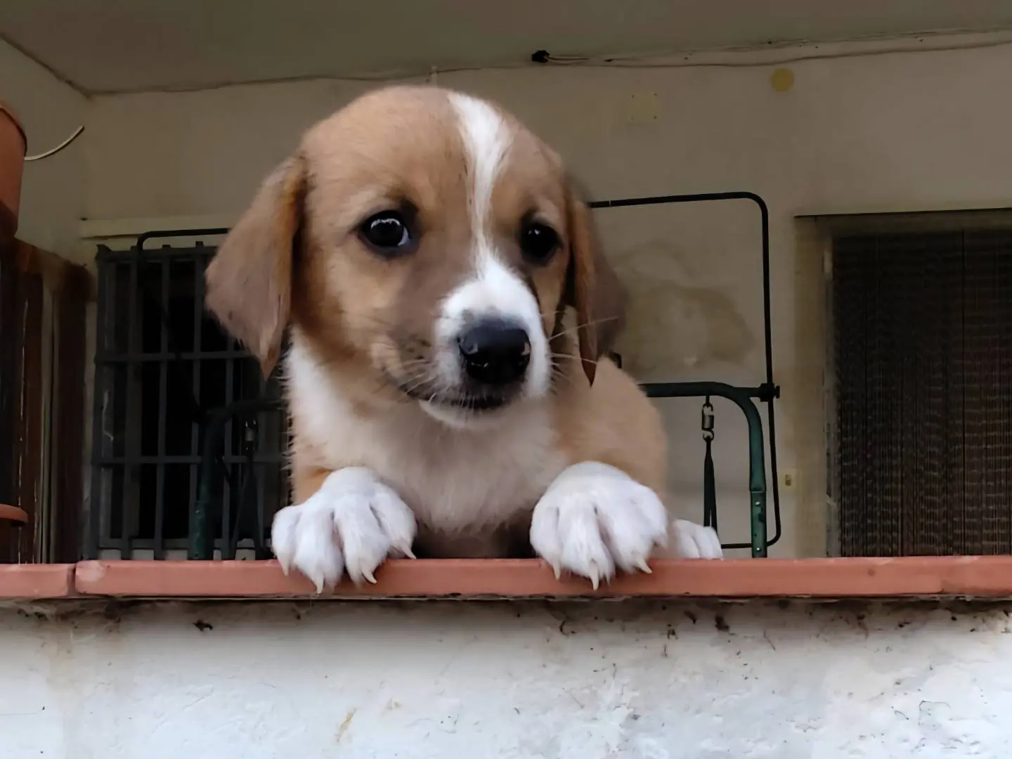Adotta un cane, maschio, 1 anno, Firenze