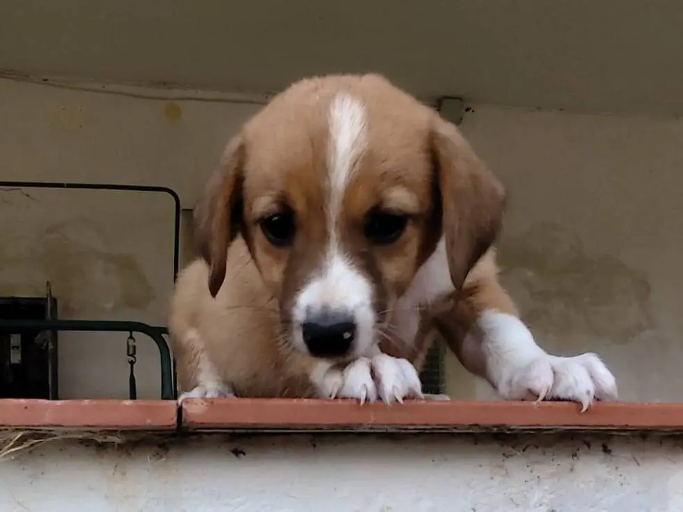 Adozione cane, maschio, Segugio Razza sconosciuta, 1 anno, taglia media, Firenze