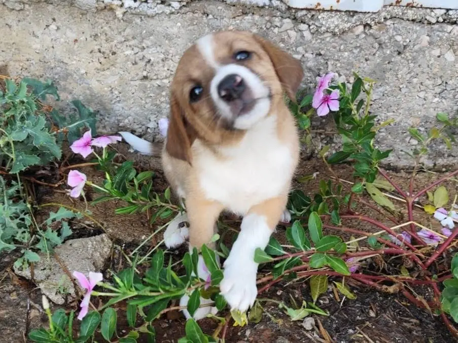 Vuoi adottare un cane a Firenze?