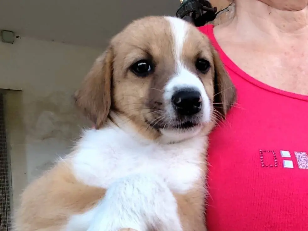 Adotta un cane, taglia media, maschio, Firenze
