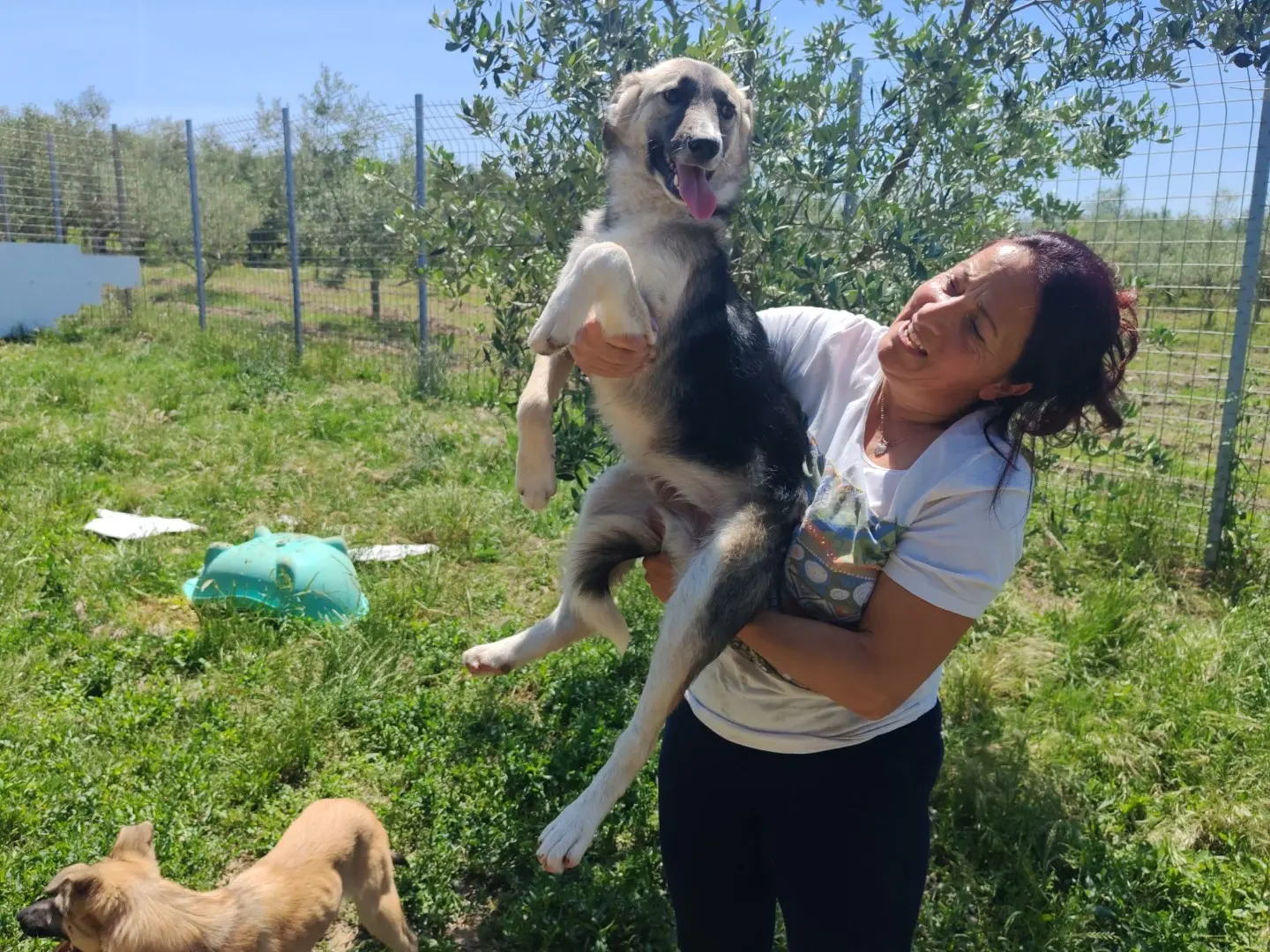 Adotta un cane, taglia media contenuta, maschio, Cosenza