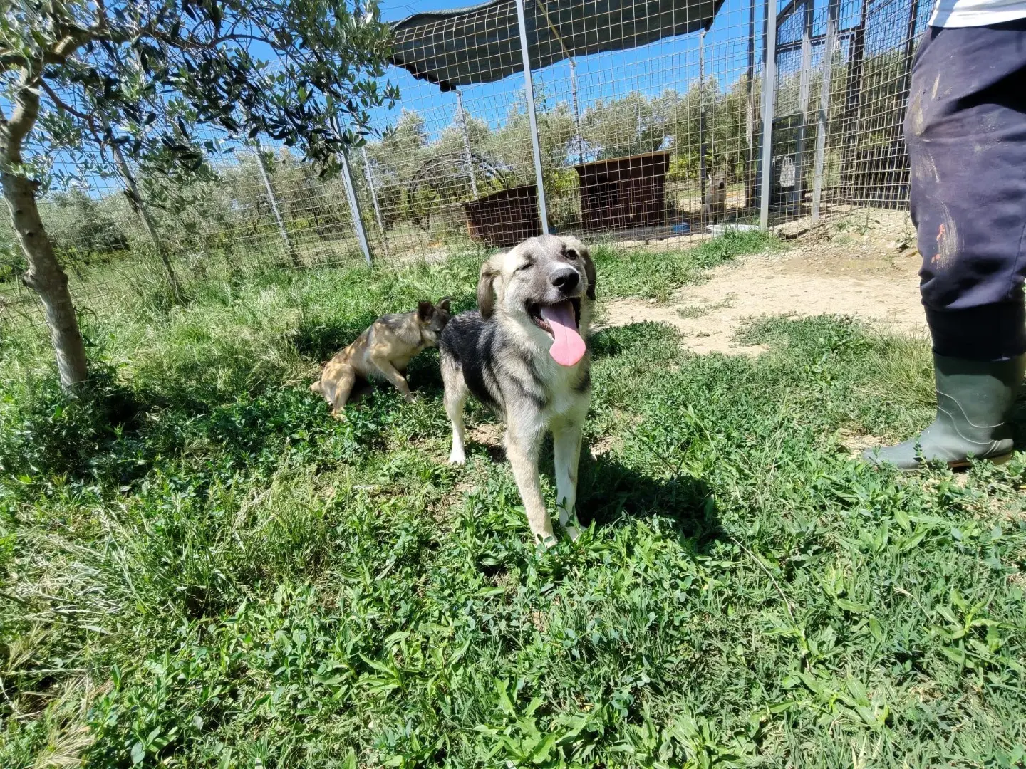 Adotta un cane, maschio, 1 anno e 9 mesi, Cosenza